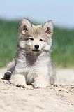 CHIEN FINNOIS DE LAPONIE 584